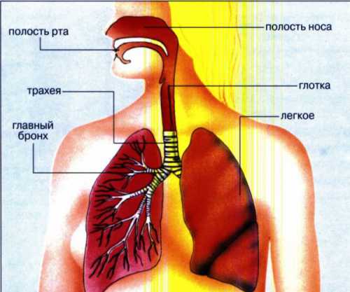 Курильщики, маленькие дети входят в группу риска