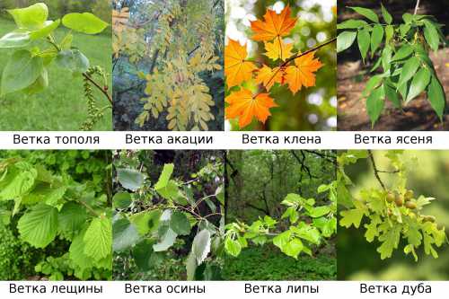 Пырей хорошо хранится около трёх лет, если только запасать его в стеклянных банках