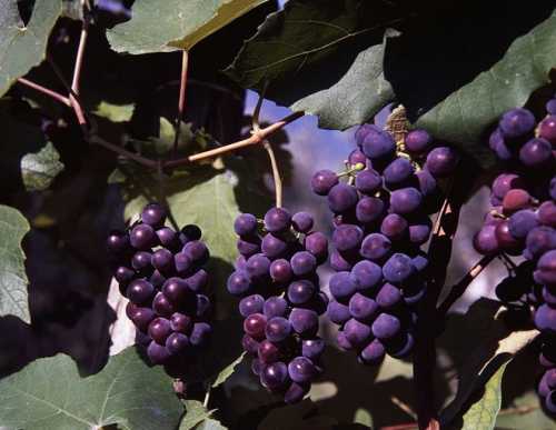 Рецепты самогона из винограда в домашних