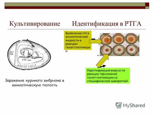 Вирусные инфекции на цветочных культурах