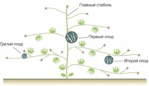 Сорт скороспел, зреет в течение суток