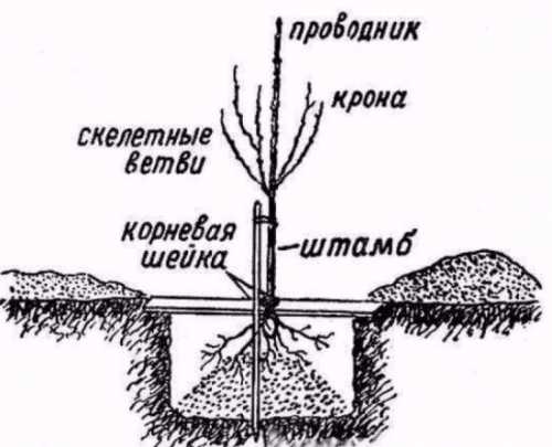 Агро технические условия