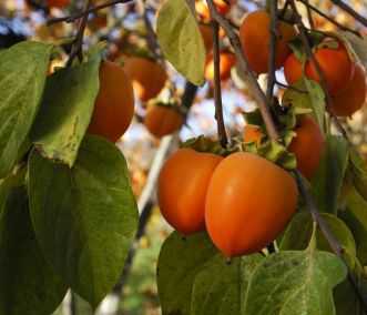 Хурма − главный фрукт сезона